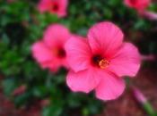 Shallow depth of field