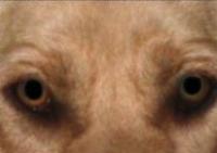 Fixing the animal version of red-eye