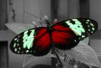 How to create a partial color photo in just two steps!